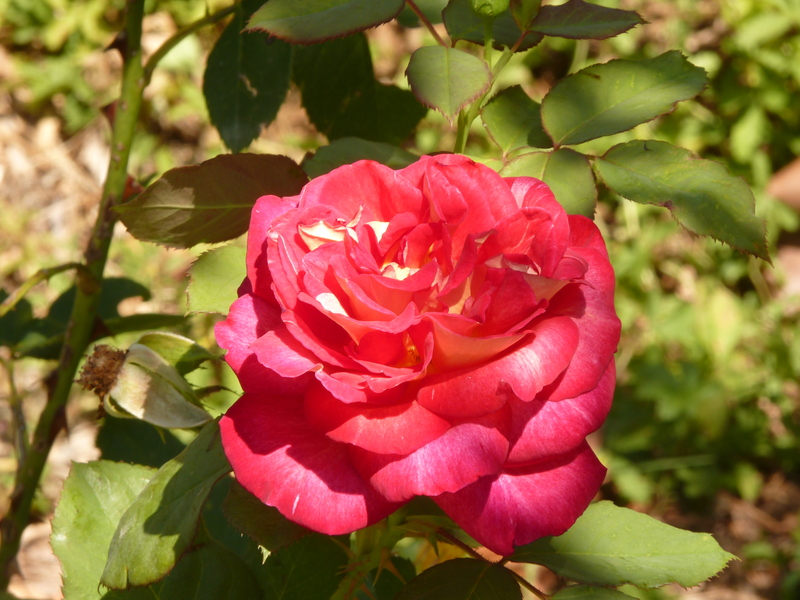 No s'ha trobat l'arxiu